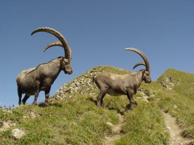 Les Fenetres Du Mont Blanc Διαμέρισμα La Giettaz Εξωτερικό φωτογραφία